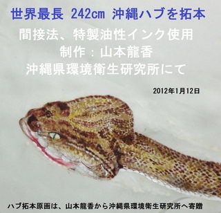 ハブ拓本1.jpg